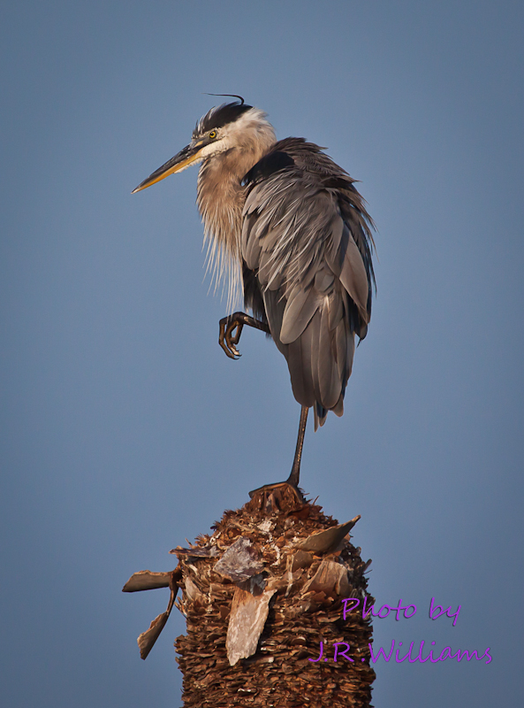 Great blue heron or great egret in Viera Wetlands, FL