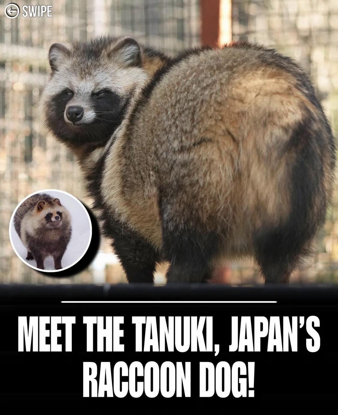 😍 SWIPE MEET THE TANUKI, JAPAN'S RACCOON DOG!