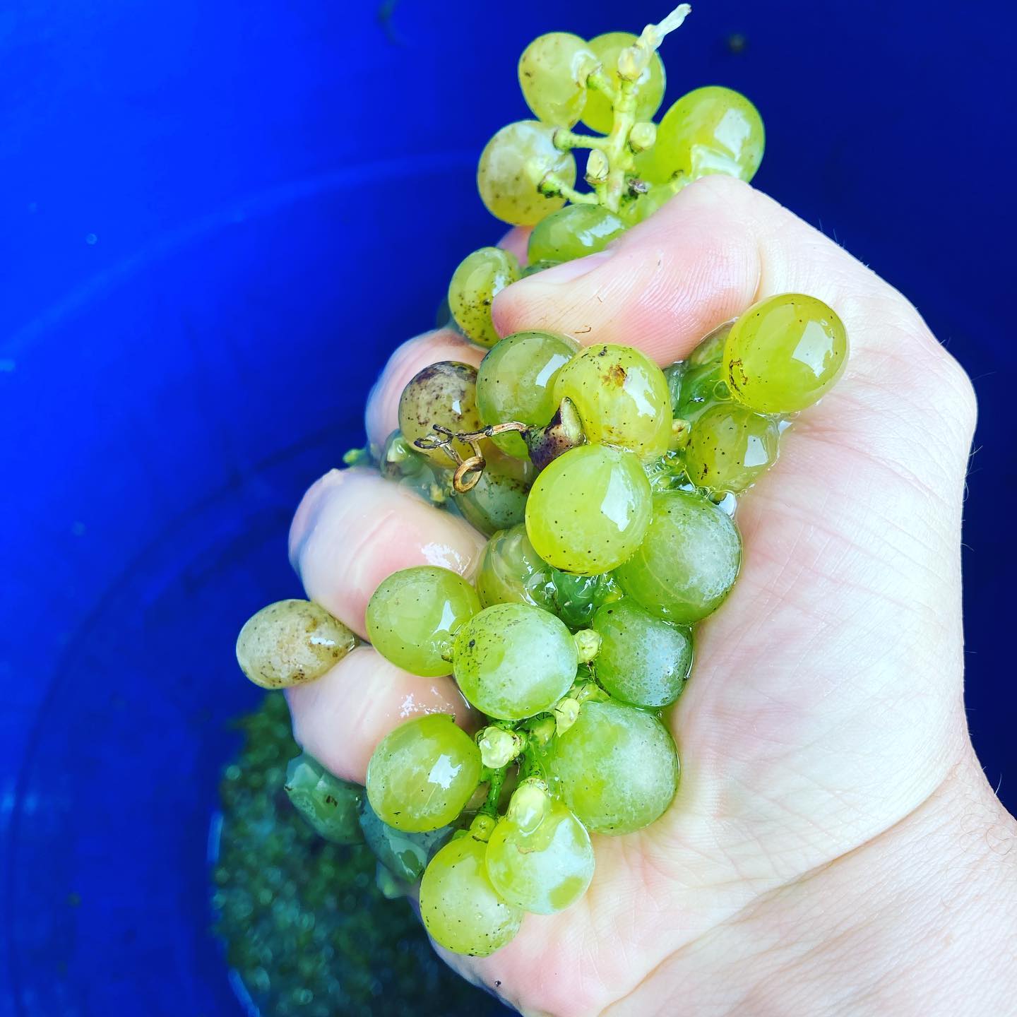 Weingut Schabl - Setting up another pied de cuve from... | Facebook