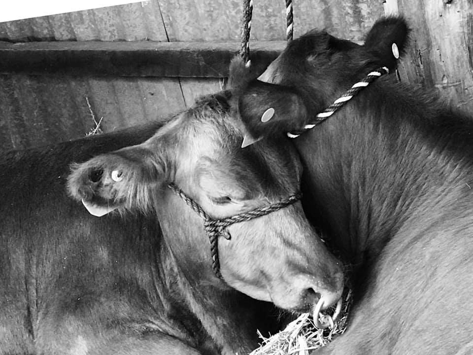 Forrest ( steer) and Poseidon (... - Kedmaw Angus and Kelpies | Facebook
