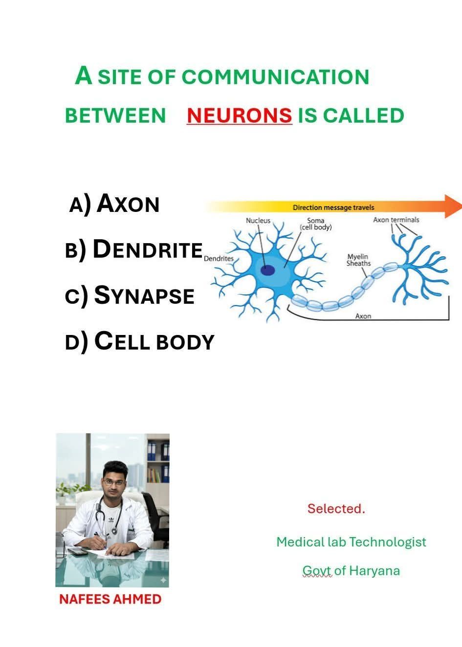 Medical laboratory technician | Communication between neurons is called ...
