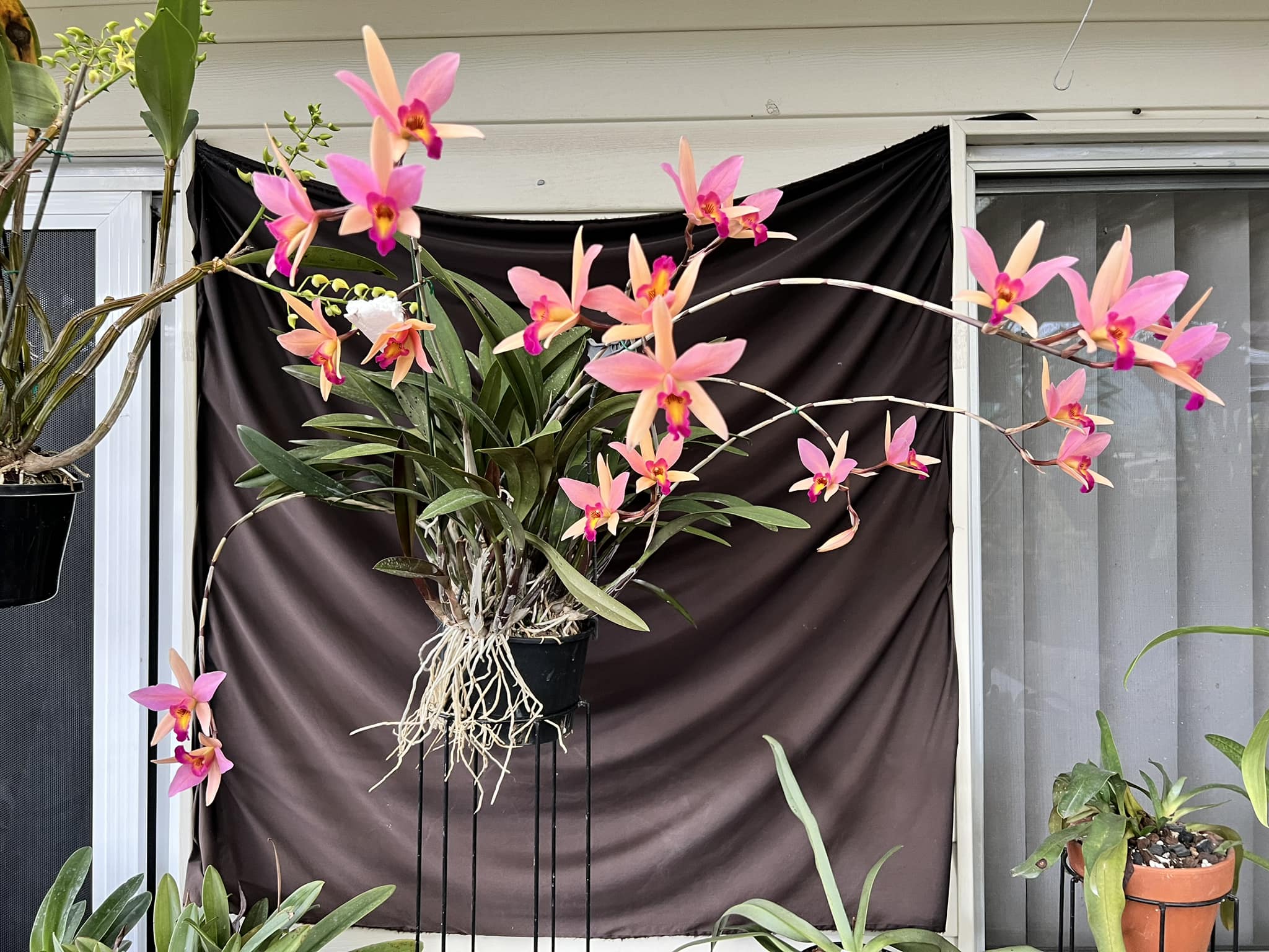 Santa Barbara Sunset orchid blooms with Laelia anceps influence