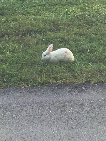 PNW Pet Rabbit Rescue