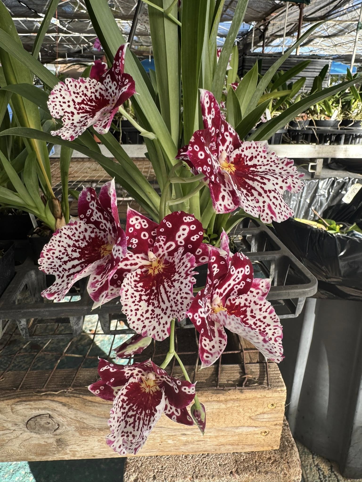 Miltoniopsis Breathless Fireworks Mericlone derived from a