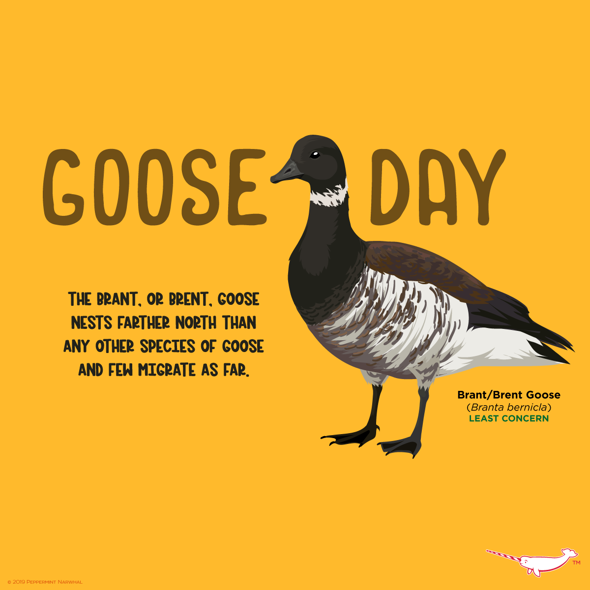 Peppermint Narwhal Creative - Happy Goose Day! Did You Know?: The Brant ...