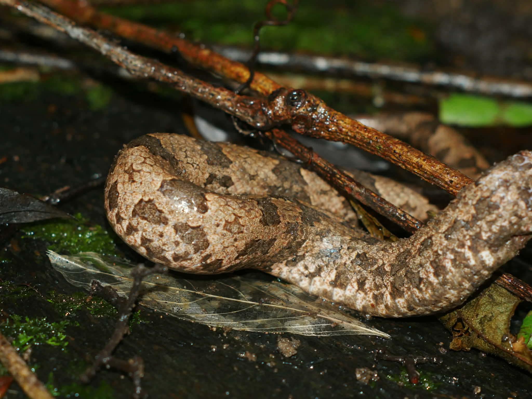 Tổng hợp thông tin nhận dạng rắn tại Việt Nam (SIIVN) - Vietnam Snakes ...