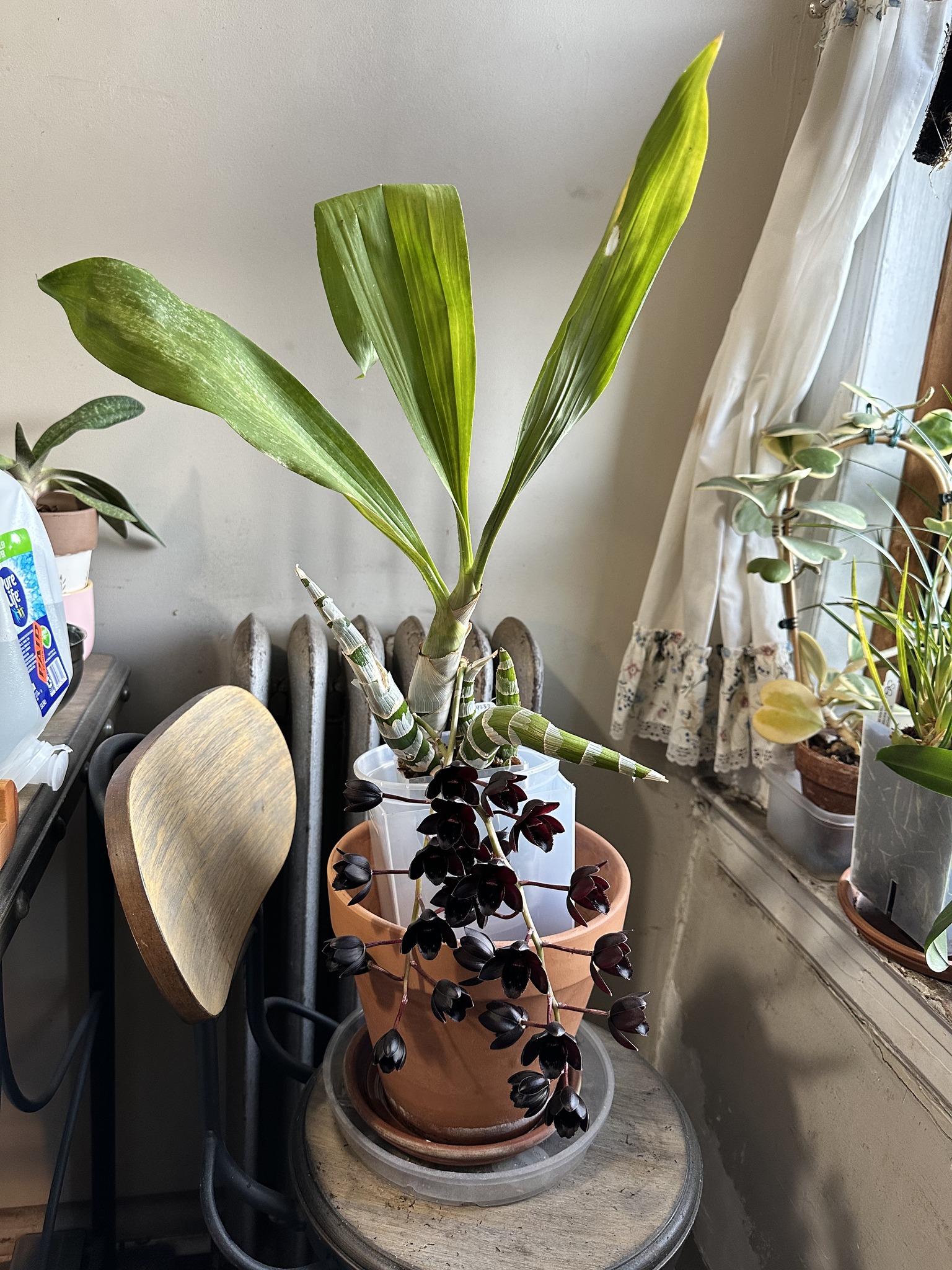 Catasetum Fredciarkeara After Dark SVO Black Pearl orchid blooms