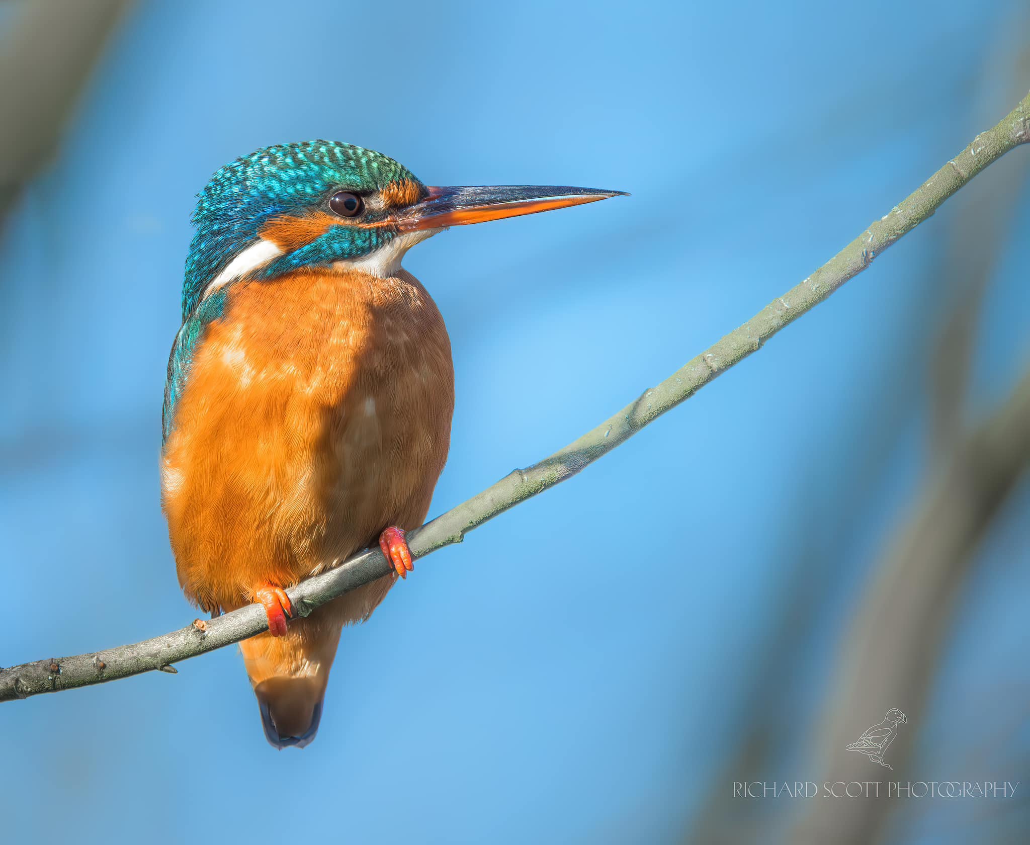A catch for both me and for this kingfisher,