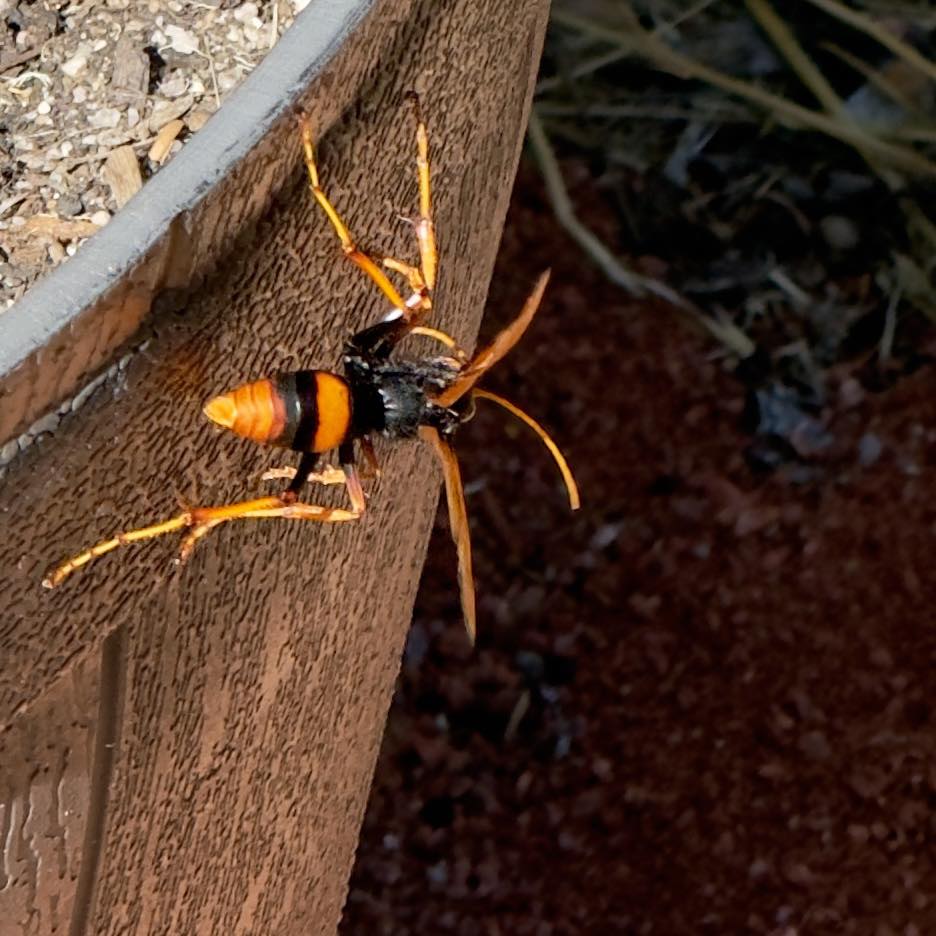 Insects of Perth & South West Western Australia | ?? Male wasp dauber ...