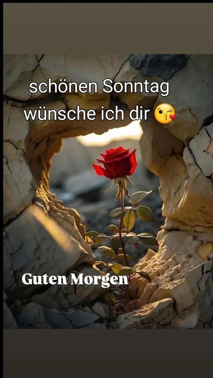 Guten Morgen Wunsche Euch Einen Schonen Sonntag