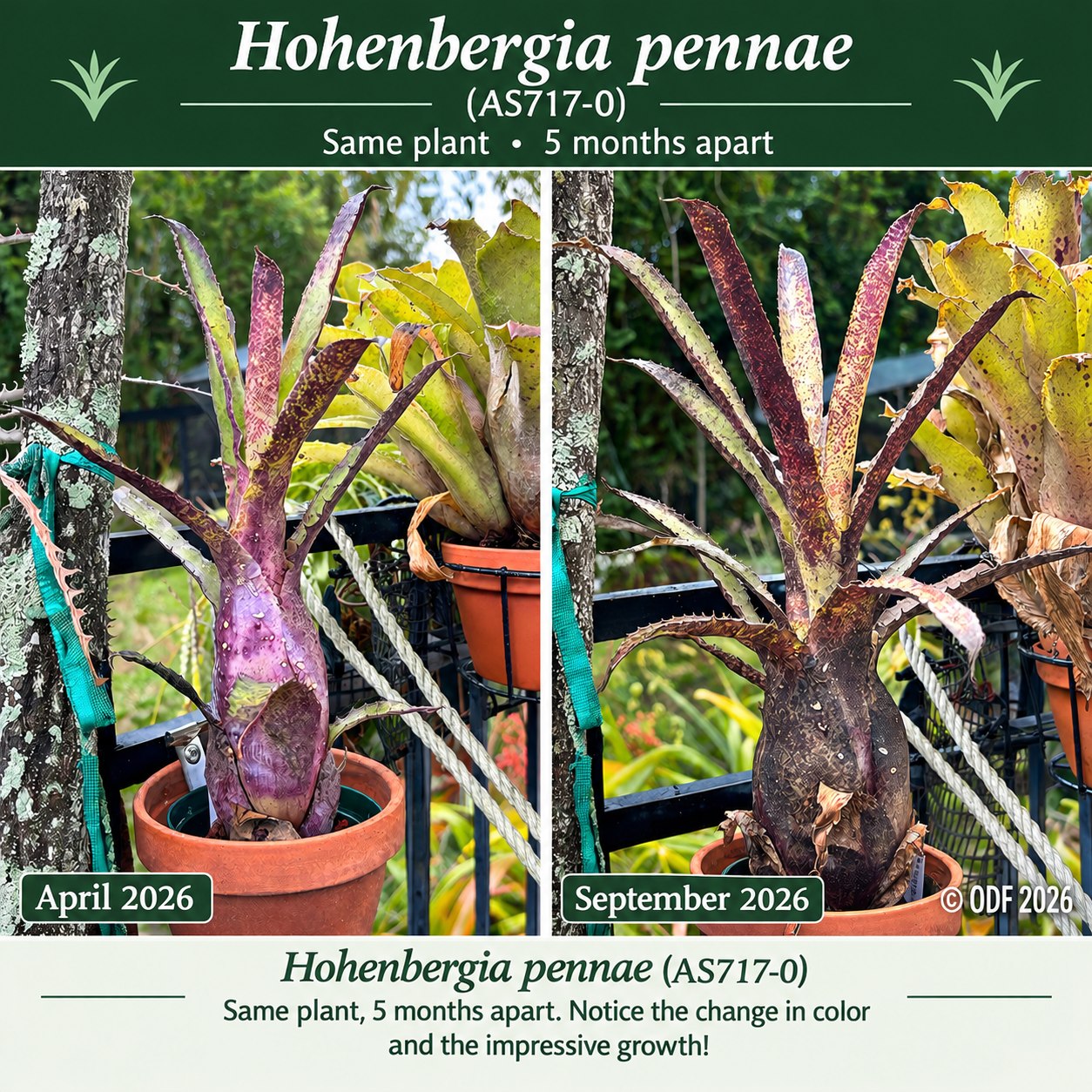 Billbergia OBI WAN ❤️