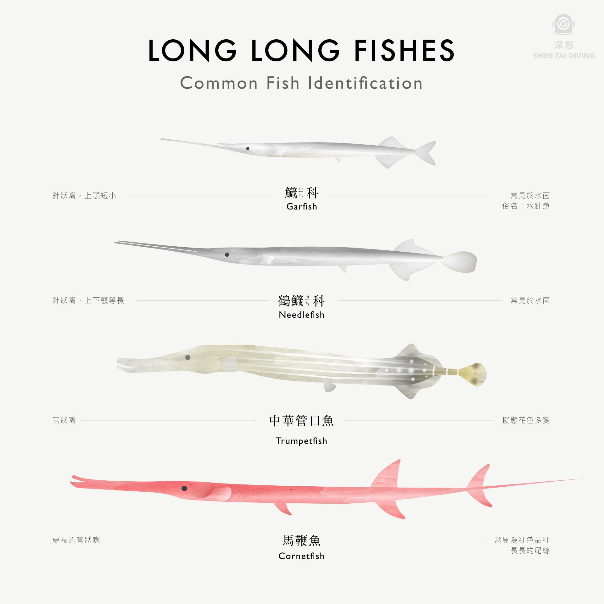 深境潛水渡假中心 - 《魚類辨識小教室》 深境又來跟大家分享一個小知識啦！... | Facebook