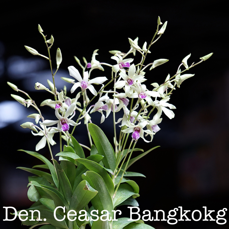Kultana Orchids - Available Twist Dendrobium Rabbit Type... | Facebook