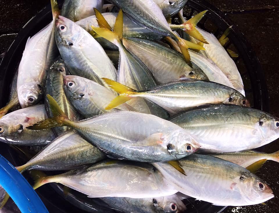 鮮度贊 黃尾瓜仔魚 肉質細嫩鮮美 油質豐厚甜 富含豐富的dha及維生素 具有極高的營養價值 Facebook