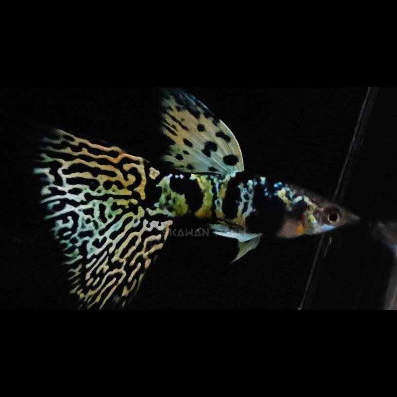 Skawan Aquafish | Kudus