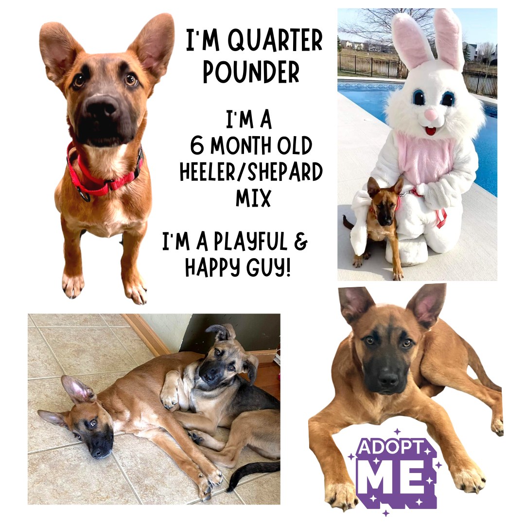 Meet Quarter... - Project Hope Animal Rescue Foundation