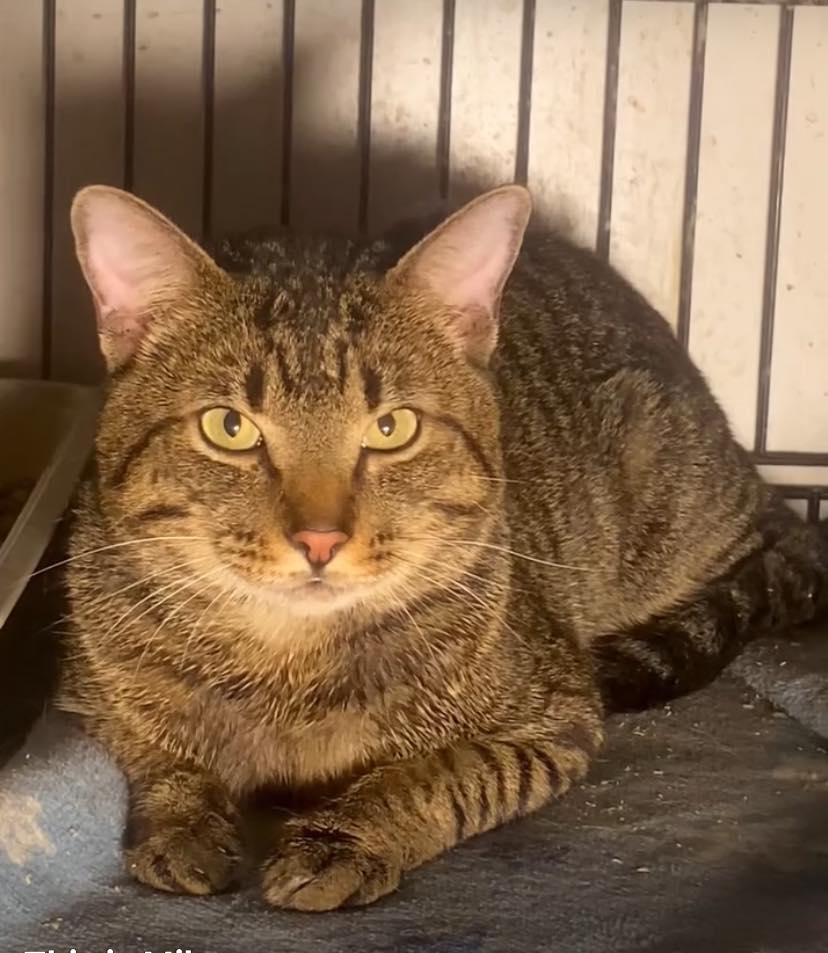 cat eating after b12 injection recovers with b-12 injections and care Adenosyl-Cobalamin B12 – Natural