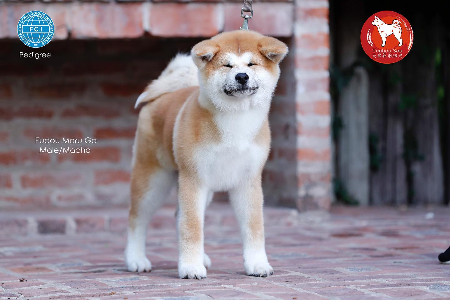 🌟 Fudou Maru Go; Macho seleccionado! 🌟... - Tenhou Sou Akitas | Facebook