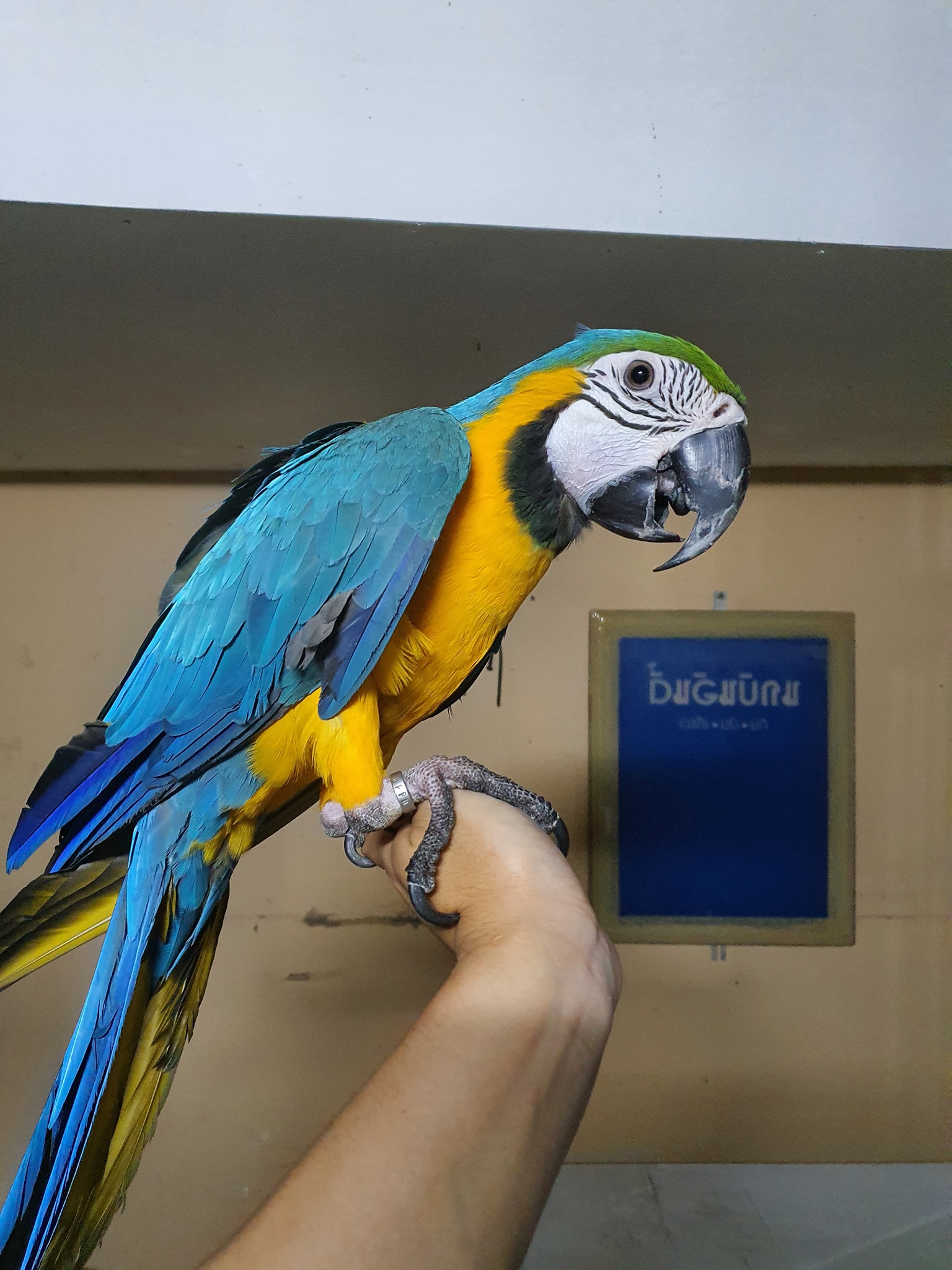 Work Parrot - ลูกค้าประทำไปทำธุระ มาฝากทางเราอยู่เป็นประจำ...