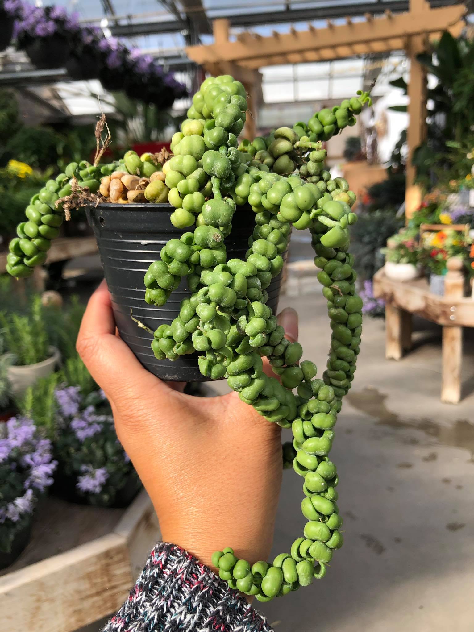 Unique dragon jade plant for sale