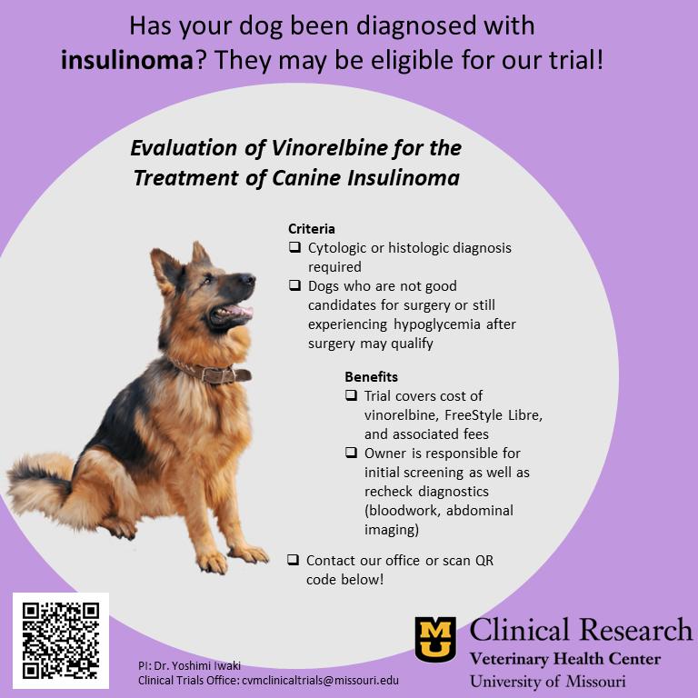 Insulinoma in dogs is a tumour of the pancreas that causes symptoms by producing excessive amounts of insulin. As a consequence, blood sugar levels are reduced, and patients feel light-headed and weak