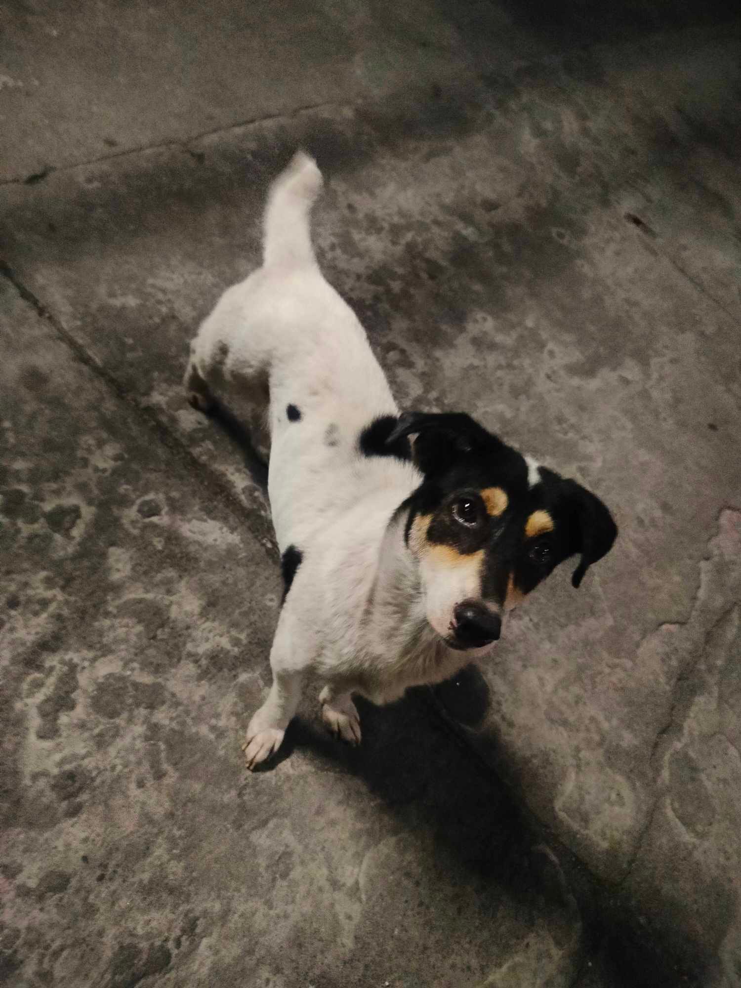DOGS AND PUPPIES FOR ADOPTION PASIG/TAYTAY AREA | baka meron kayo jan ...