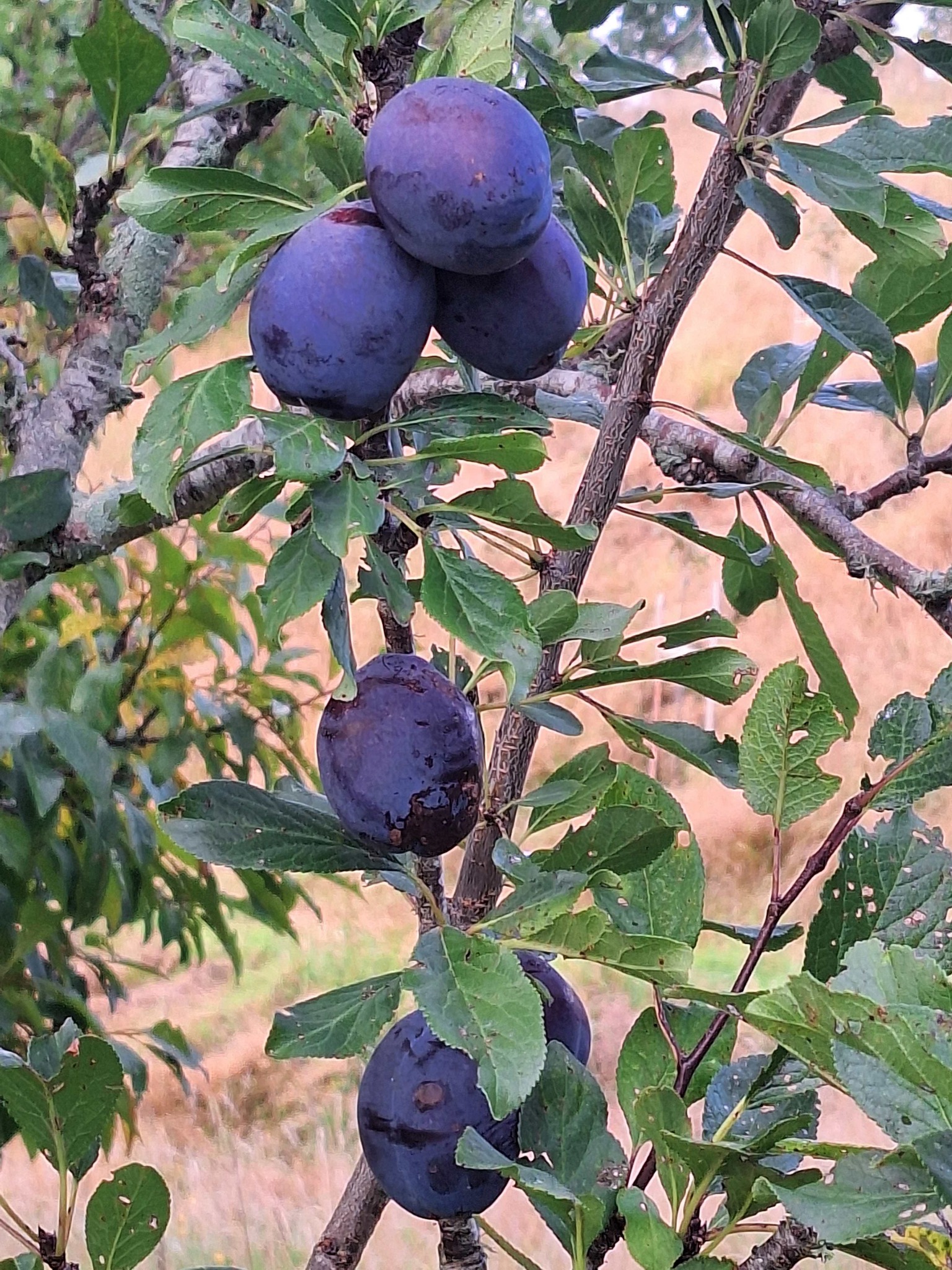 Tree Crops Nelson | **Two friendly reminders to my fellow tree croppers ...