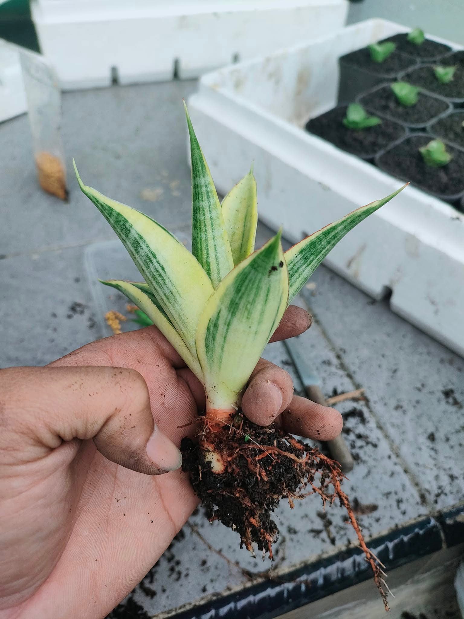 Sansevieria Johannesburg variegated, I really like bold color 😍