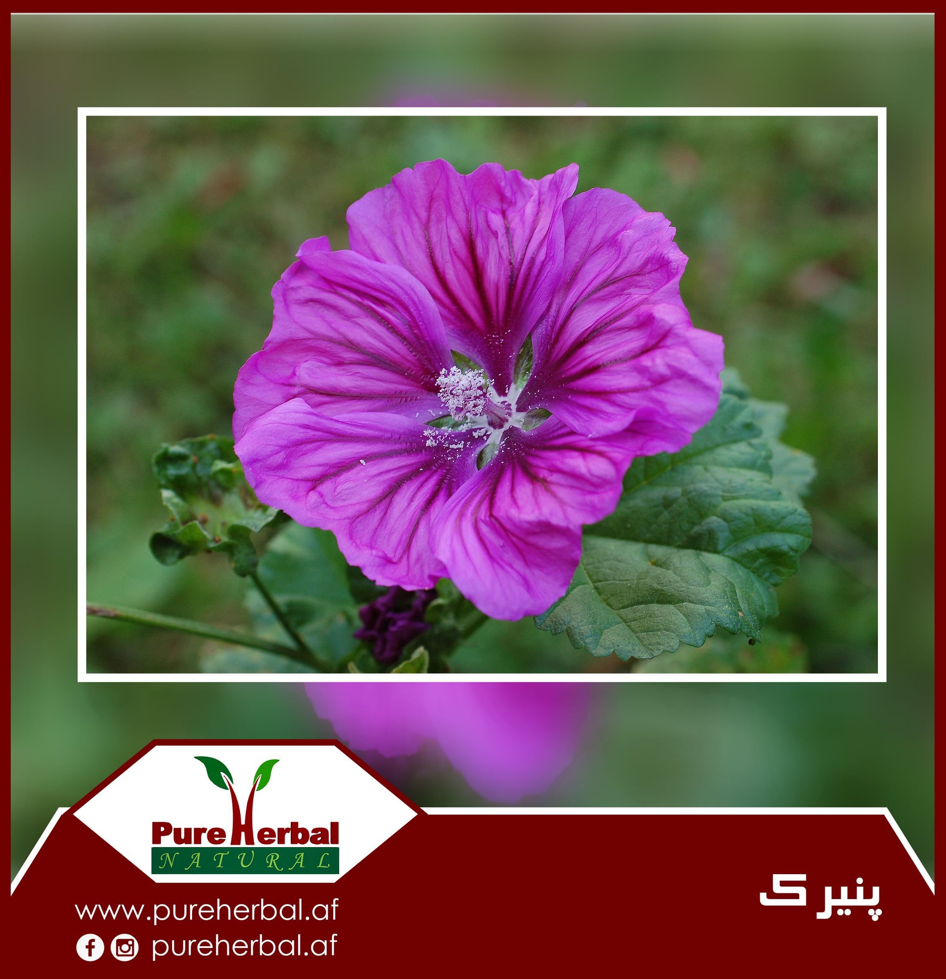 خواص گیاه پنیرک !... - فابریکه تولید ادویه گیاهی پیور هربل