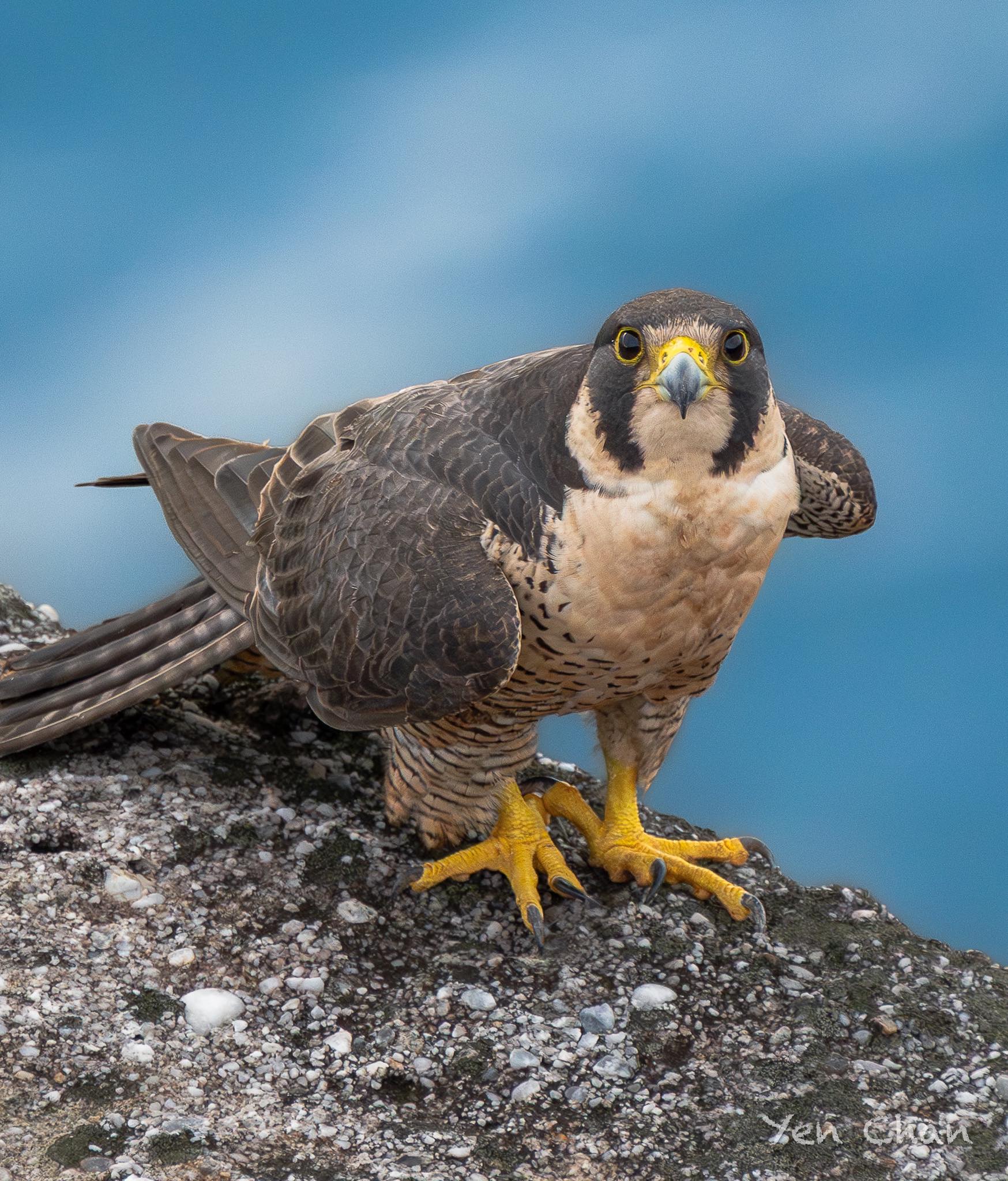 台灣野鳥攝影 Photo-eye鳥訊 | #遊隼 | Facebook