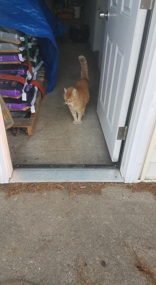 Ashland Stables - Here's to the kitties who keep our place... | Facebook