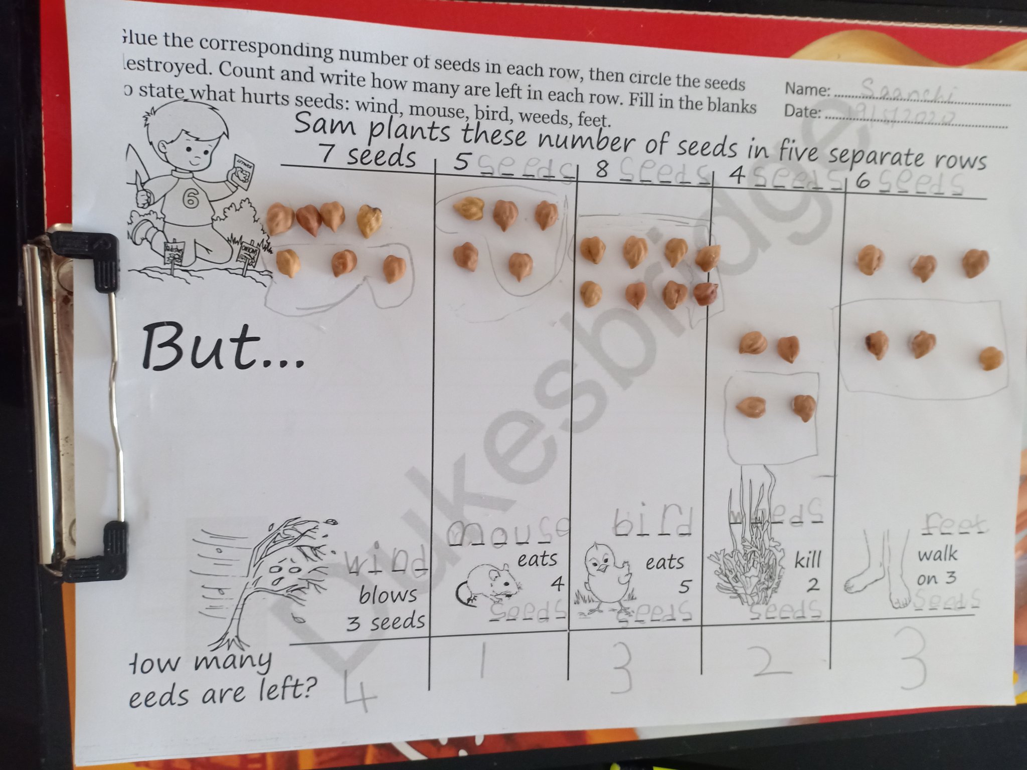 Dukesbridge - How fun is Maths when you can use seeds and...