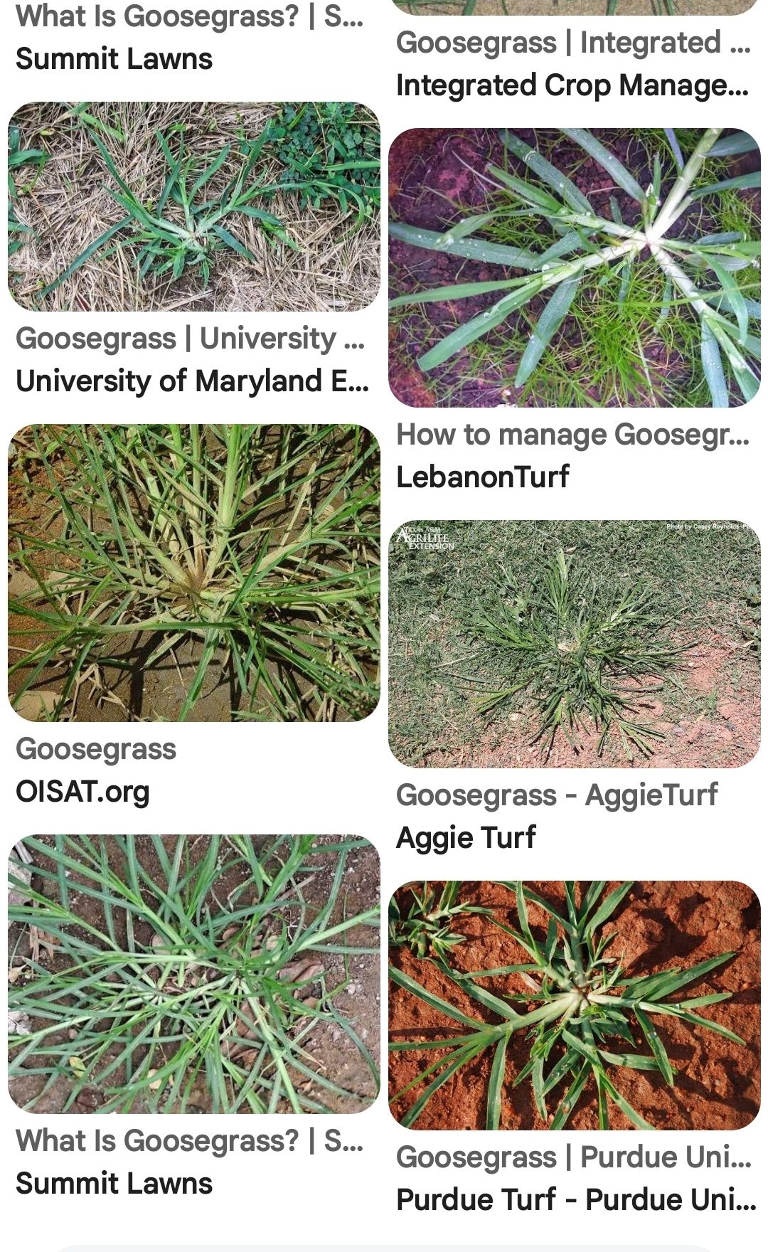 Folklore, Customs, Legends and Mythology. | Goosegrass (Cleavers) — The ...