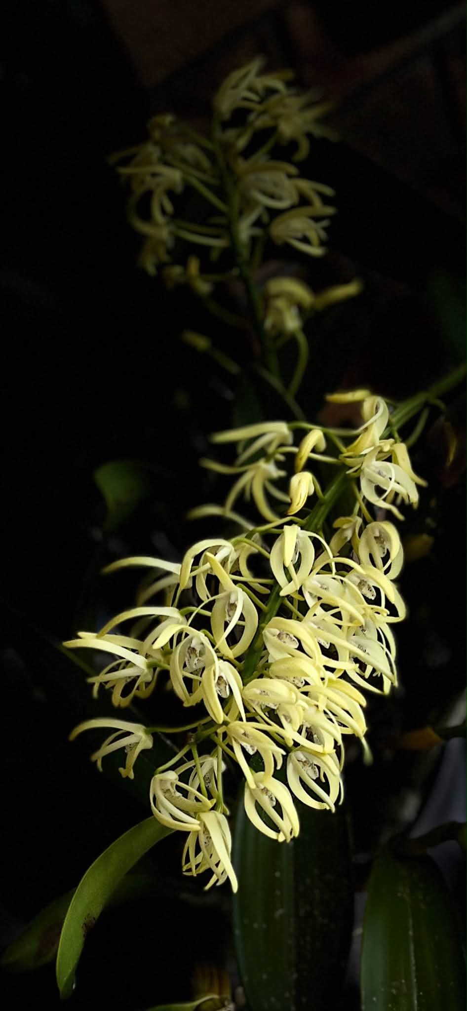 蘭花開花了