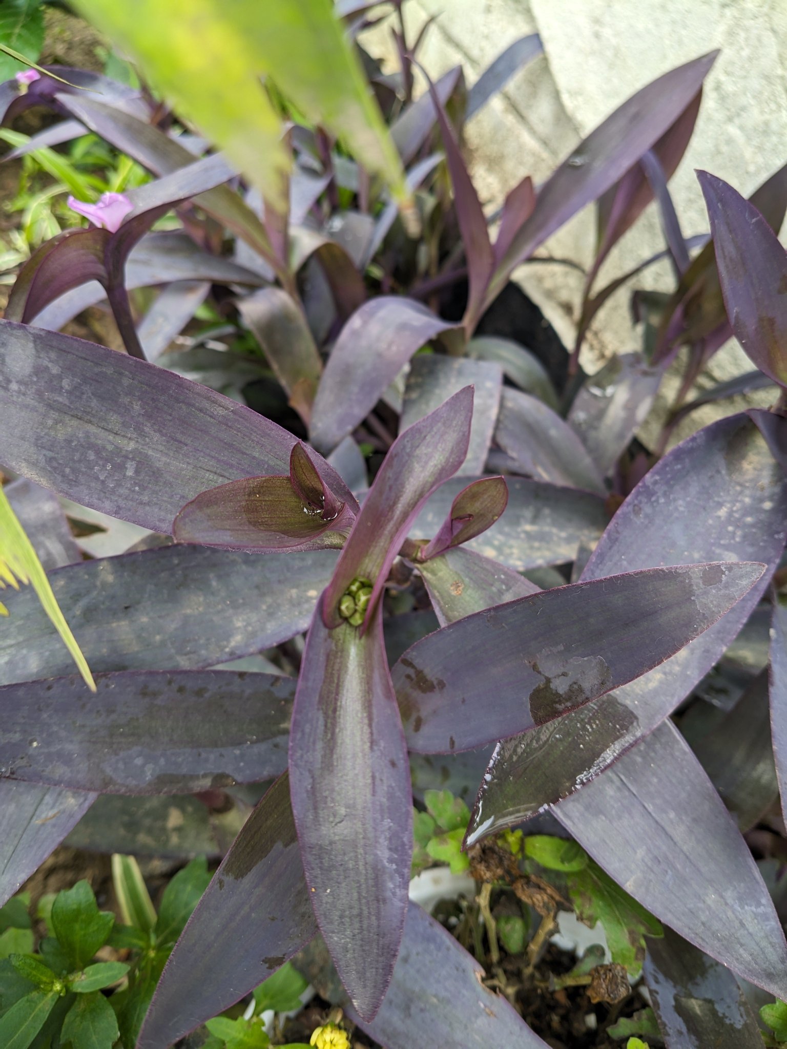 In Manipur, India.