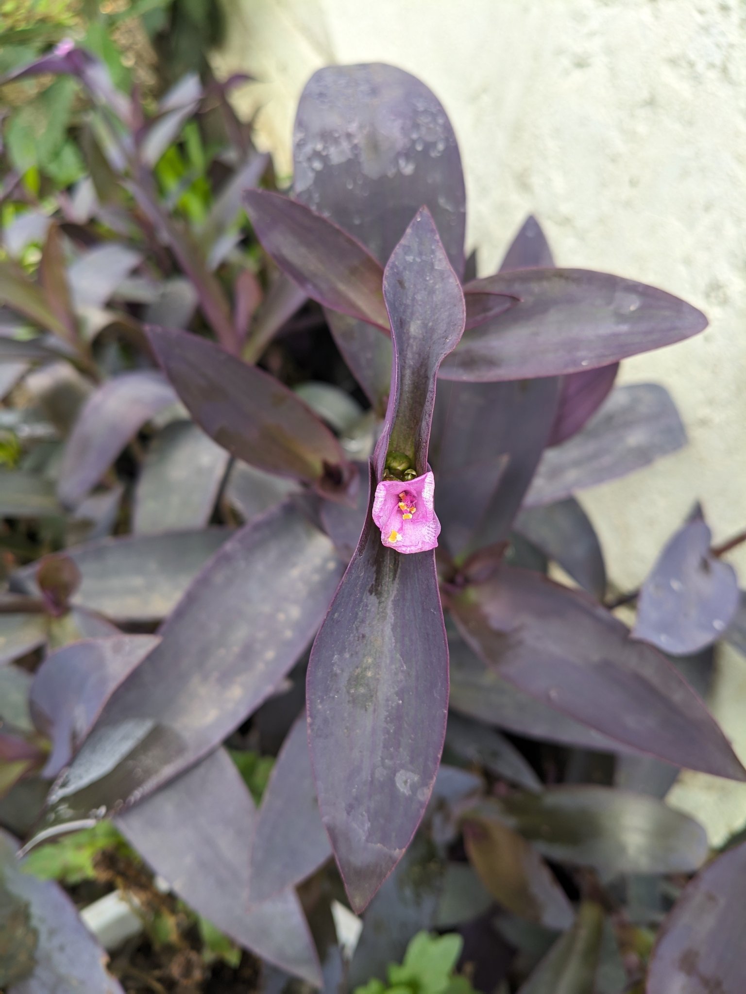 In Manipur, India.