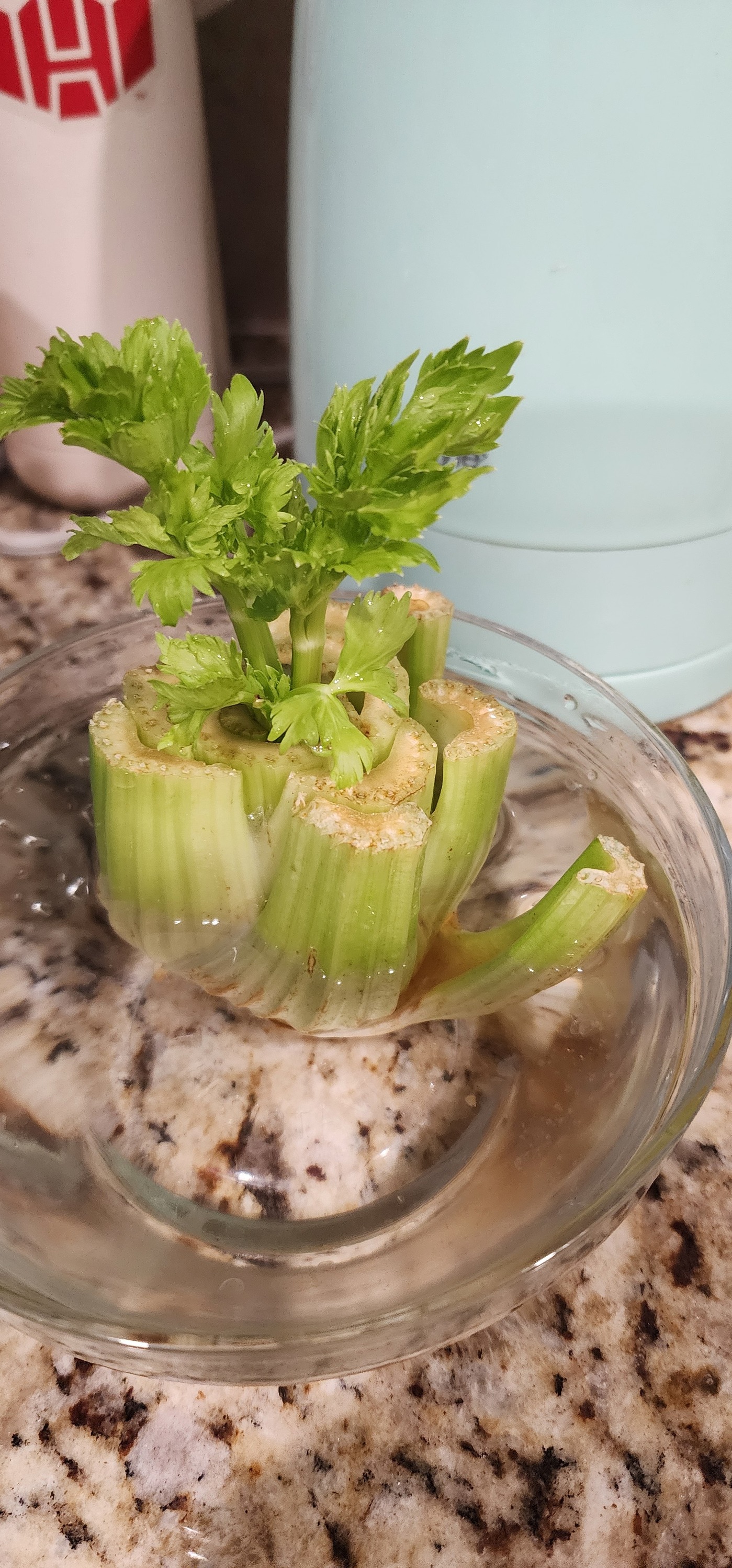 Celery growth success rate in soil