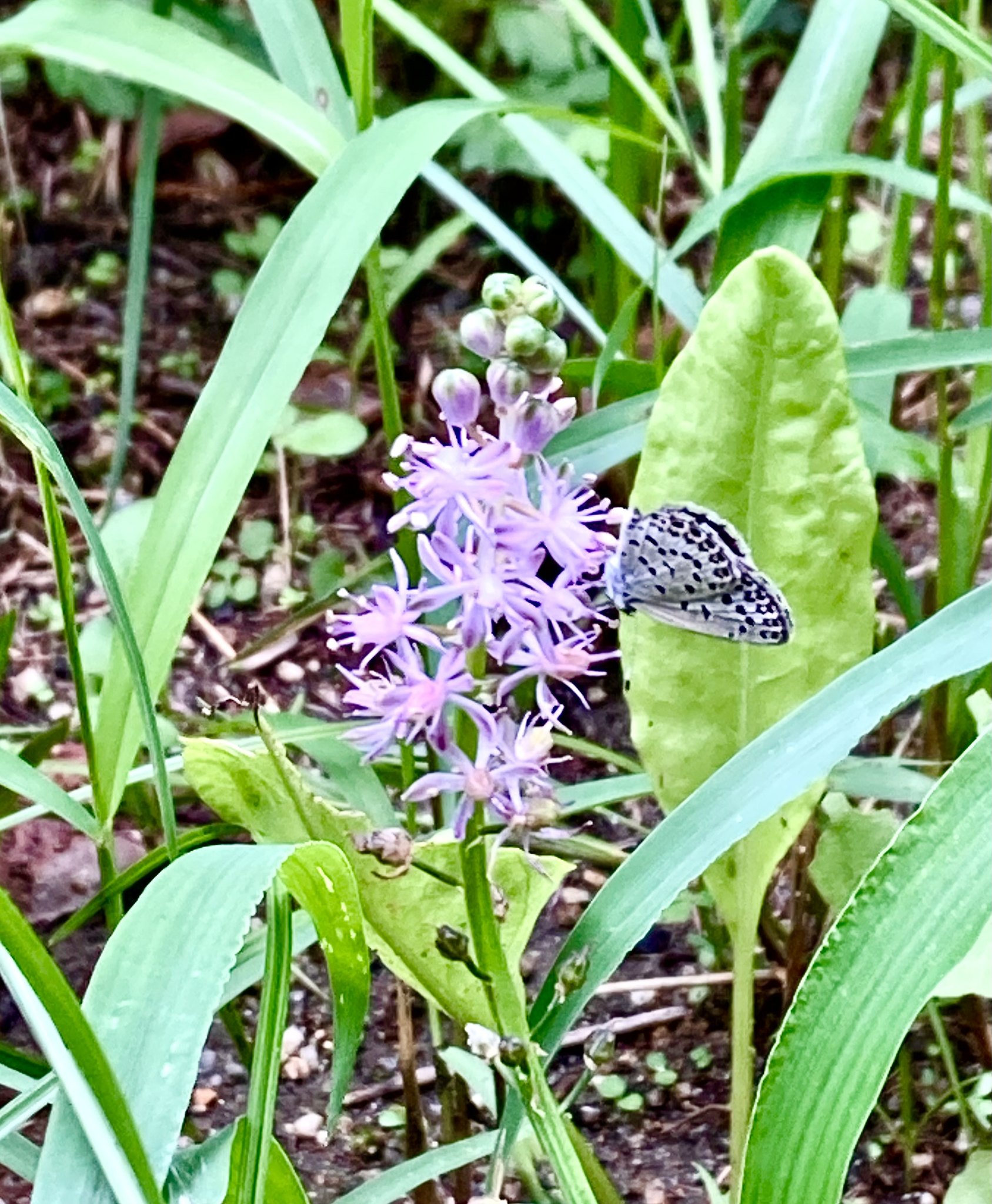 開花中の山野草・・・白い花3点です。カナダコマクサのD.カナデンシス