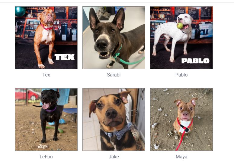 Urgent dog adoptions needed at ACCT Philly