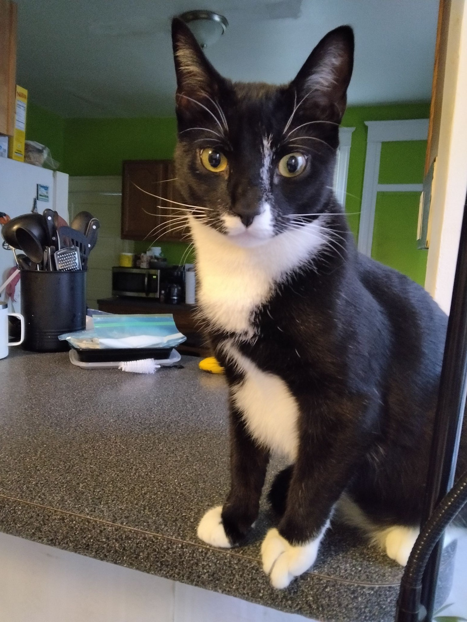 Oreo Say's Welcome to Tuxedo Land. Meow