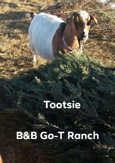 B & B Go-T Ranch