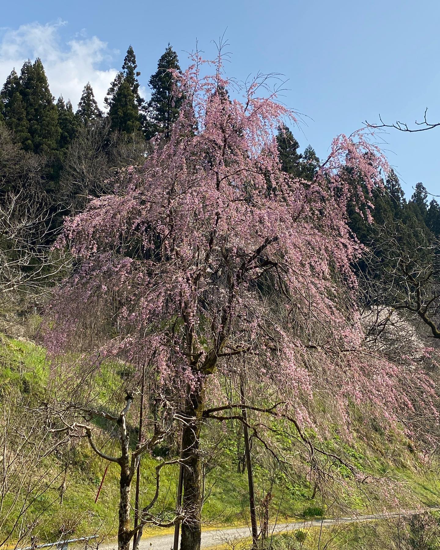 亀徳泉 Kitokusen 今年は三春の滝桜の色づきがよくキレイに咲いています 亀徳泉 日本料理 鯉 鯉料理 山菜 山菜料理 蕎麦 十割そば 手打ち 新潟 五泉 田上 三春の滝桜 三春の滝桜の子 This Year Our Sakura Is Blooming Beautifully With A Nice