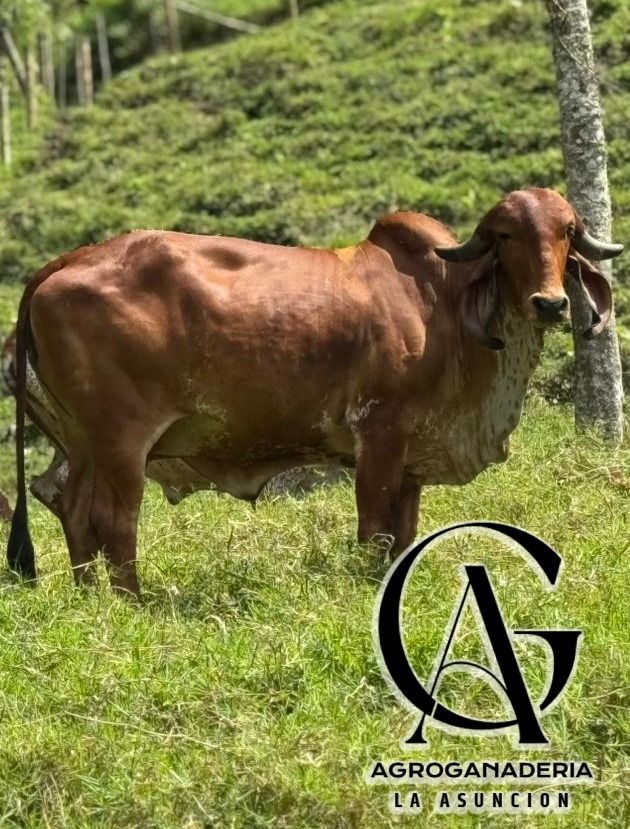 Samuel Rengel Agroganaderia Asuncion