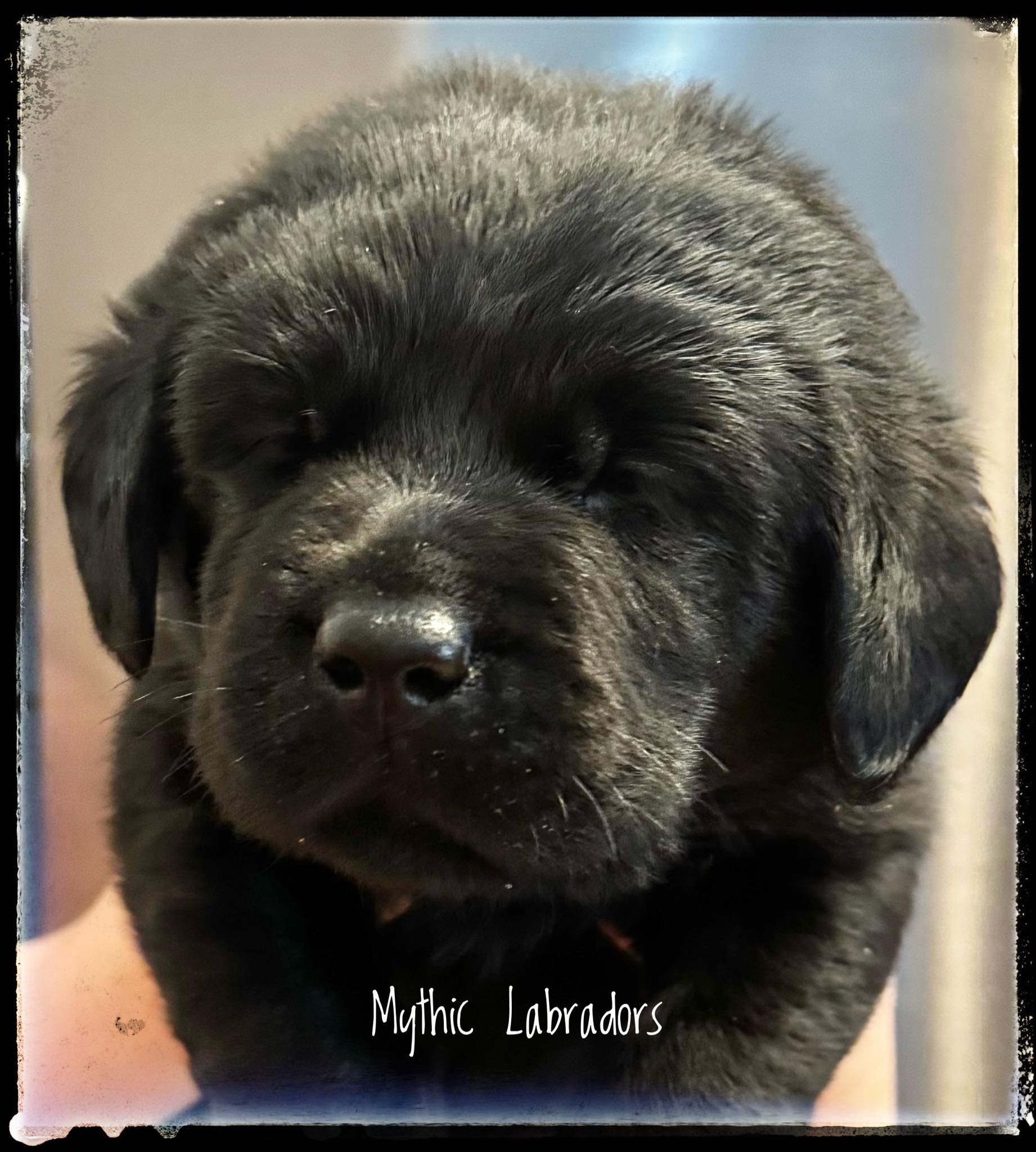 English Labrador Retrievers | We have 2 gorgeous Bench style (English ...