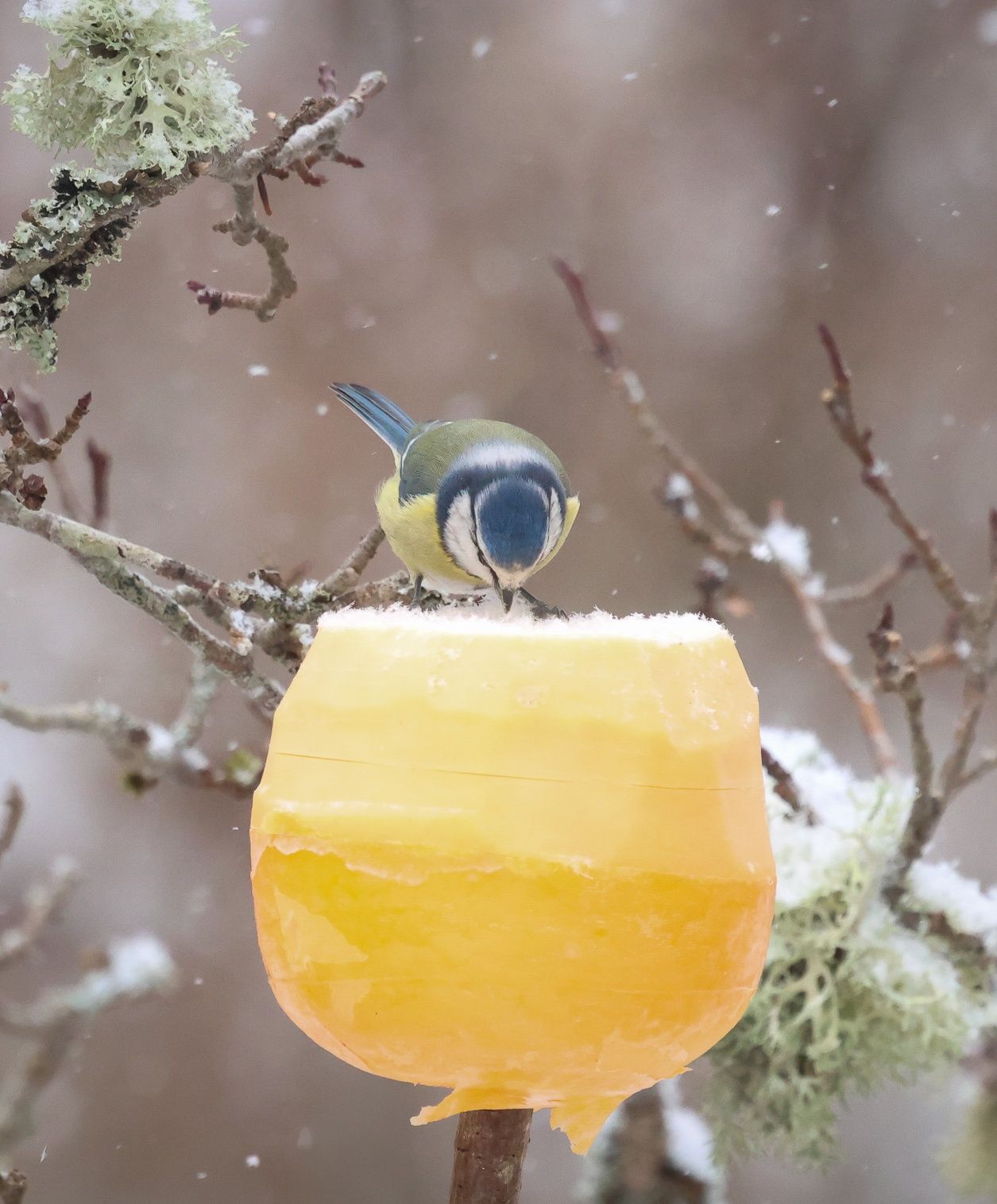 Fåglar inpå knuten - BirdLife Sverige | En överbliven julost gillas av ...