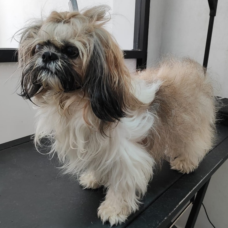 Un buen mantenimiento al... - Dominio del Rey Pet Shop & Spa