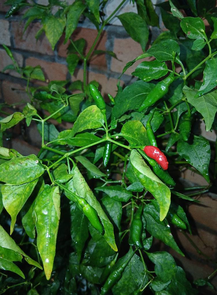 Puji Andeta AR