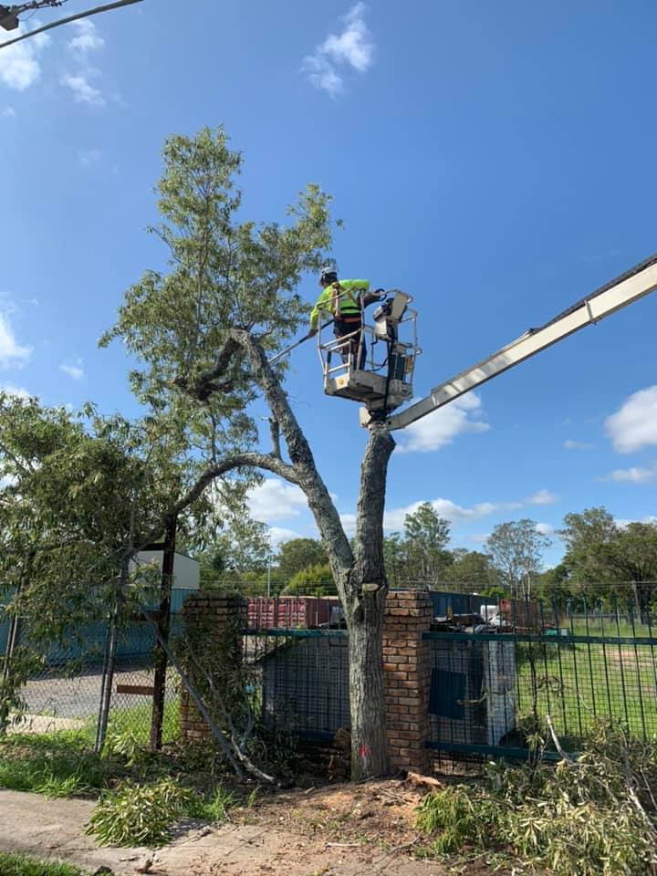 SafeWay Tree Service | Brisbane QLD