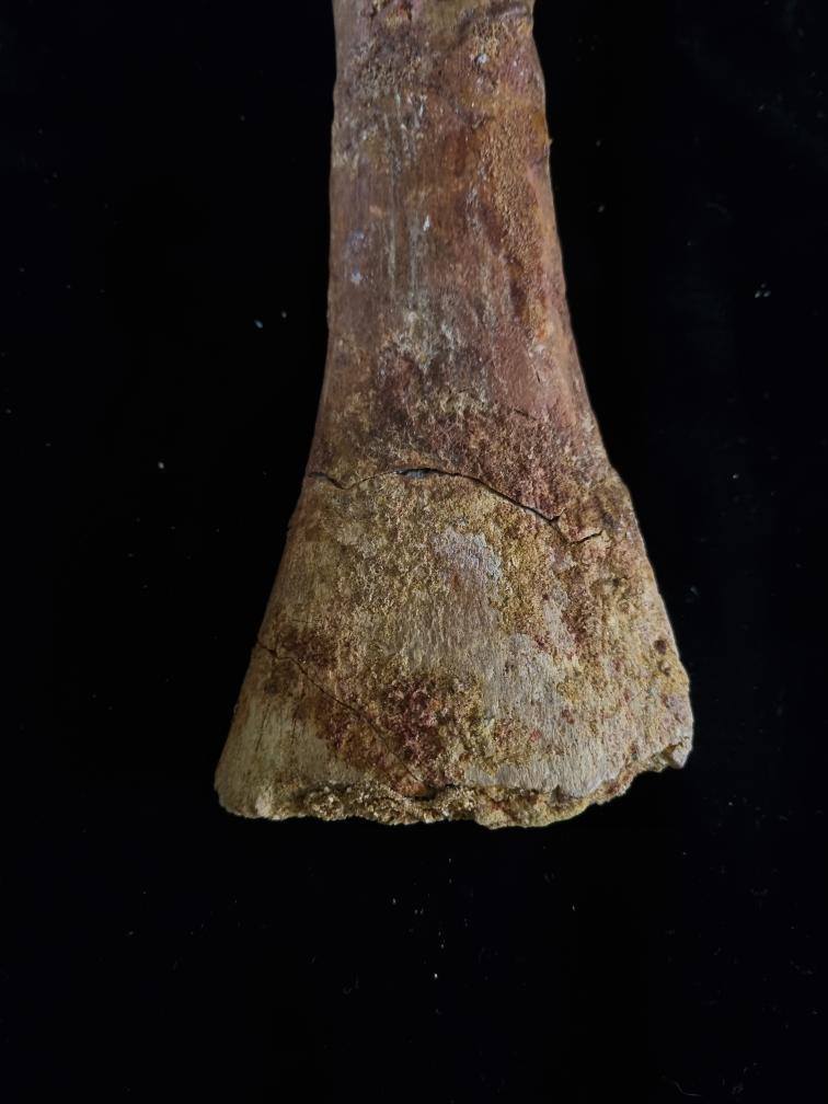What dinosaur did this 16-inch Kem Kem beds fossil belong to?