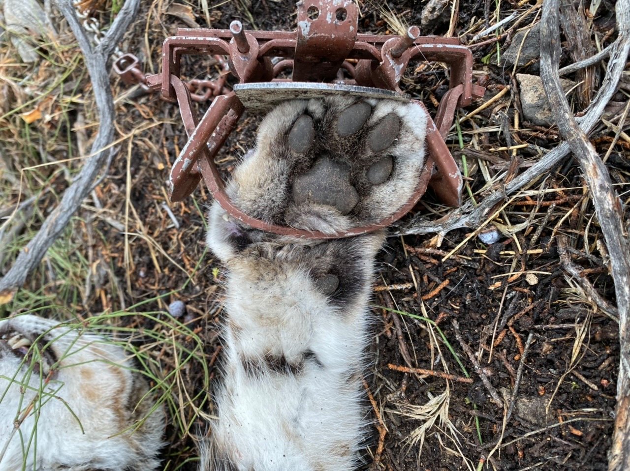 Wild River Traps | Park Rapids MN
